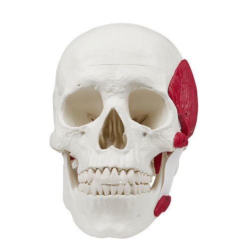 Skull model - 4512 - Erler-Zimmer - temporal / training / male