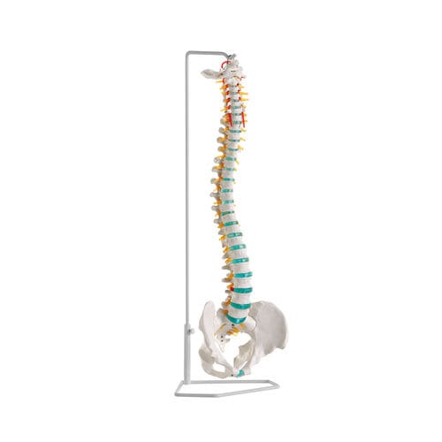 Spine anatomical model - A250 - Erler-Zimmer - training / flexible