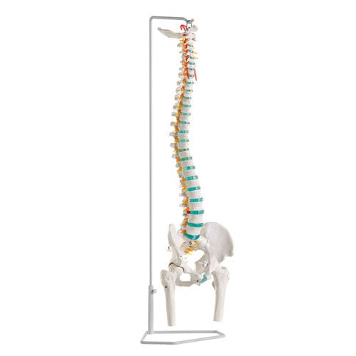 Spine anatomical model - A251 - Erler-Zimmer - training / flexible