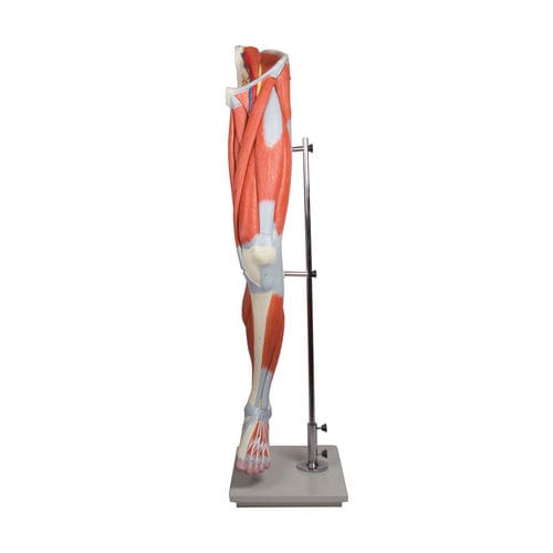 Muscle model - M220 - Erler-Zimmer - leg / training