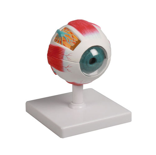 Eye anatomical model - F210 - Erler-Zimmer - for teaching