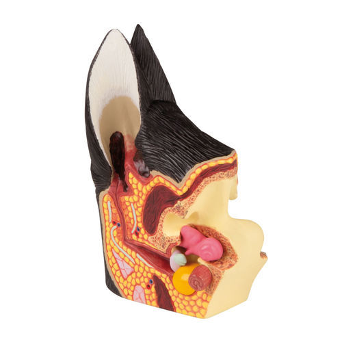 Ear model - VET1210 - Erler-Zimmer - for veterinary care / training / canine