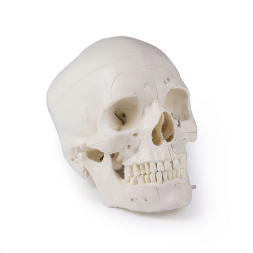 Skull model - 4800 - Erler-Zimmer - bone / head / neurosurgery
