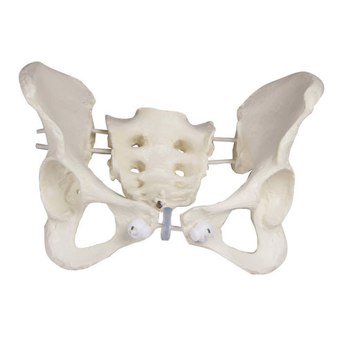 Bone model - 4054G - Erler-Zimmer - pelvis / female / flexible