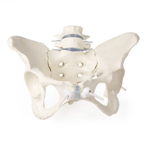 Bone model - 4058G - Erler-Zimmer - pelvis / lumbar vertebral column / with sacrum
