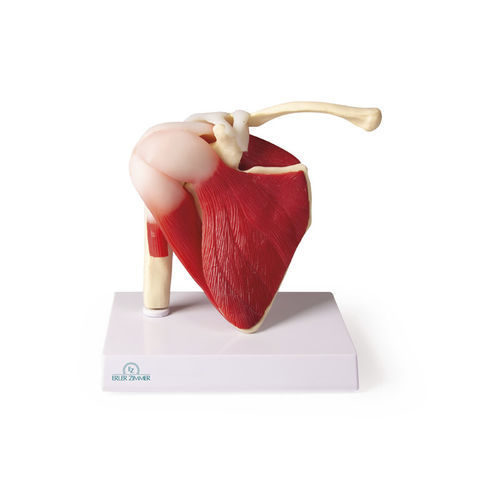 Shoulder model - 4661 - Erler-Zimmer - joint / muscle