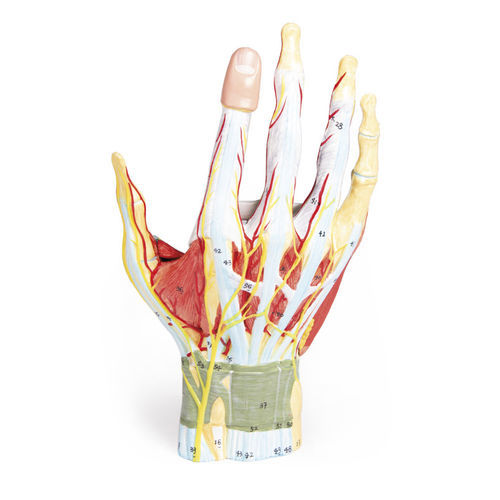 Blood vessel model - M161 - Erler-Zimmer - hand