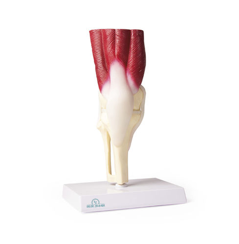 Knee model - 4662 - Erler-Zimmer - joint