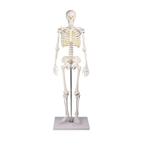 Skeleton model - 3032 - Erler-Zimmer - miniature