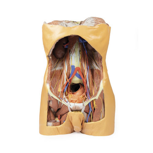 Torso model - MP1300 - Erler-Zimmer - abdomen / for teaching