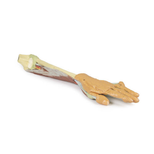 Arm anatomical model - MP1514 - Erler-Zimmer - for teaching
