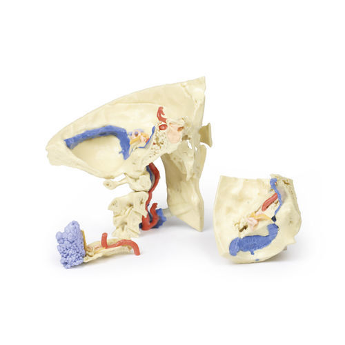 Skull model - MP1620 - Erler-Zimmer - for teaching