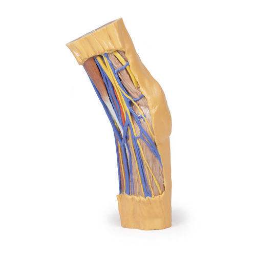 Arm anatomical model - MP1750 - Erler-Zimmer - for teaching
