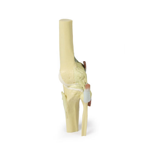 Knee model - MP1805 - Erler-Zimmer - for teaching