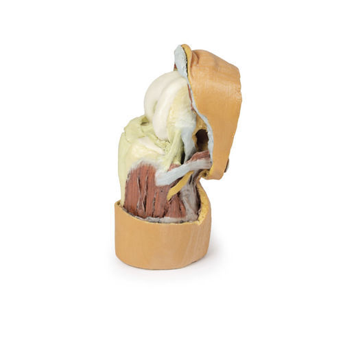 Knee model - MP1807 - Erler-Zimmer - for teaching