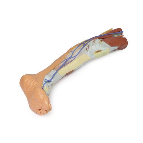 Leg anatomical model - MP1816 - Erler-Zimmer - for teaching