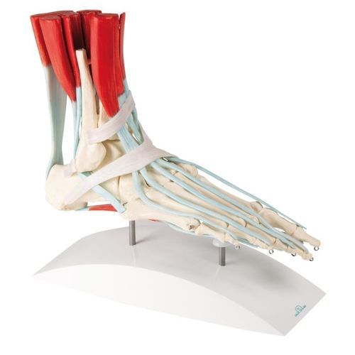 Foot anatomical model - 6052 - Erler-Zimmer - training / with musculature