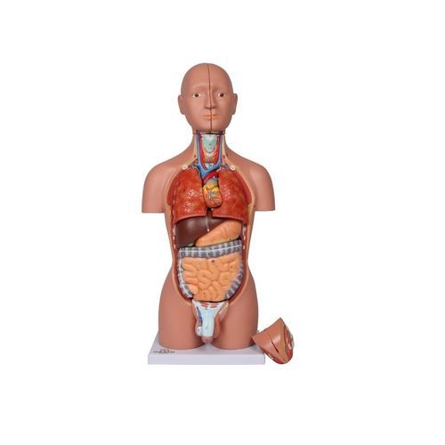 Torso model - B223 - Erler-Zimmer - training / adult / miniature