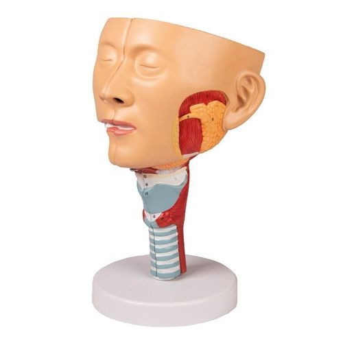 Head model - C133 - Erler-Zimmer - pharynx / larynx
