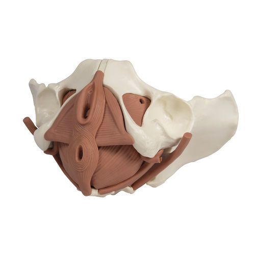 Pelvic floor model - 4076 - Erler-Zimmer - training / female / with musculature