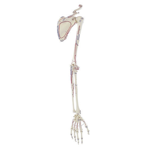 Shoulder model - 6021 - Erler-Zimmer - skeleton / arm / hand