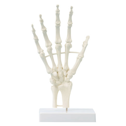 Skeleton model - 6040 - Erler-Zimmer - hand
