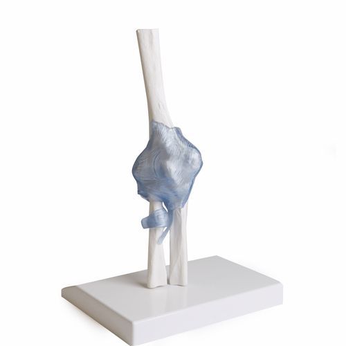 Joint model - 4556 - Erler-Zimmer - arm / radius / elbow