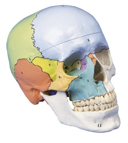 Skull model - 4508 - Erler-Zimmer - head / for teaching