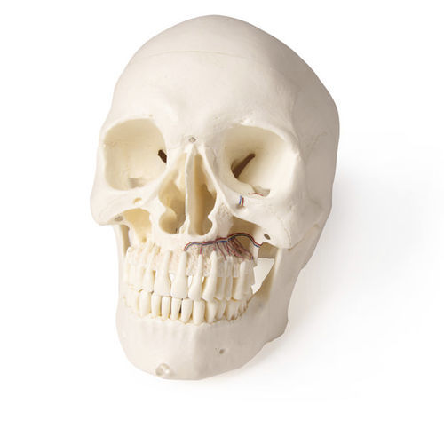Skull model - 4850 - Erler-Zimmer - teeth / jaw / for dental surgery