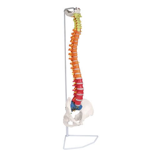 Vertebral column model - A252 - Erler-Zimmer - intervertebral disc / coccyx / for teaching