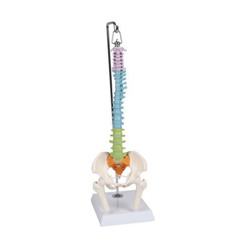 Spine anatomical model - A253 - Erler-Zimmer - for teaching / miniature / flexible