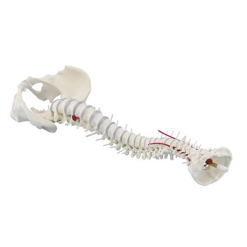 Spine anatomical model - 4024 - Erler-Zimmer - vertebral artery / plastic / with removable pelvis