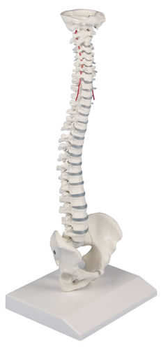 Spinal anatomical model - 4001 - Erler-Zimmer