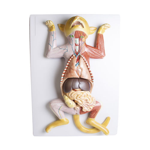 Stomach model - VET3350 - Erler-Zimmer - uterine / heart / whole body