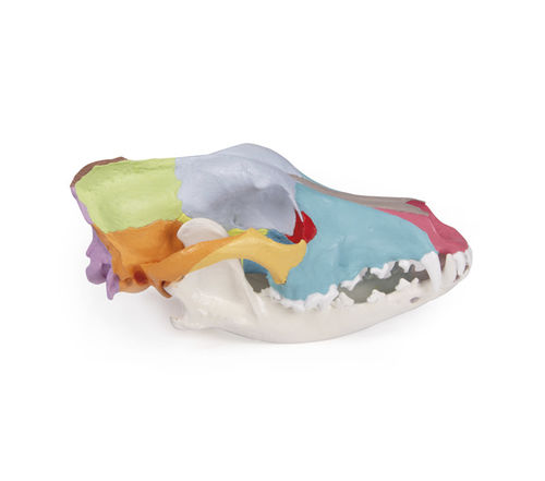 Skull model - VET1708 - Erler-Zimmer - jaw / veterinary / canine