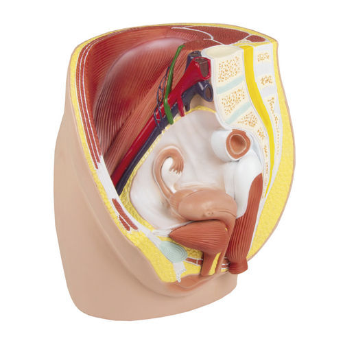 Rectum model - H210 - Erler-Zimmer - bladder / vagina / uterus