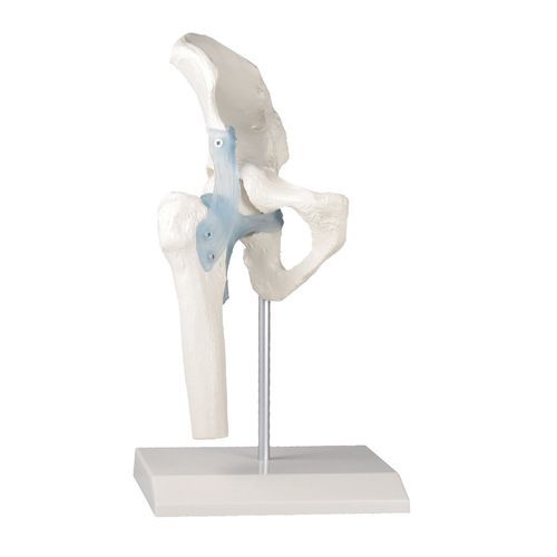 Joint model - 4553 - Erler-Zimmer - hip / for teaching