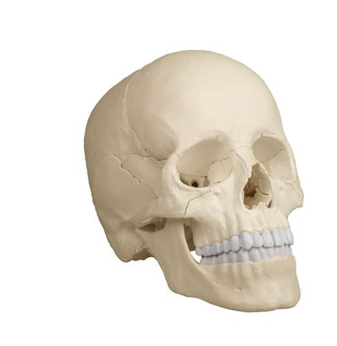 Skull model - 4701 - Erler-Zimmer - for teaching / articulated