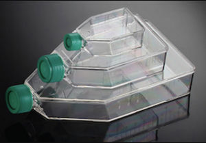 Cell culture flask - Primo® - EuroClone - polystyrene / polyethylene / plastic