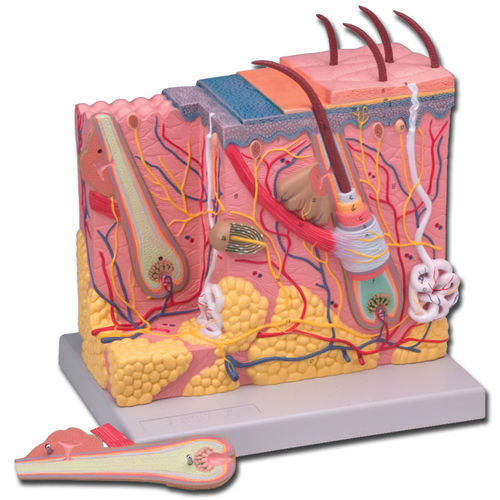Skin anatomical model - 40060 - GIMA - blood vessels / training