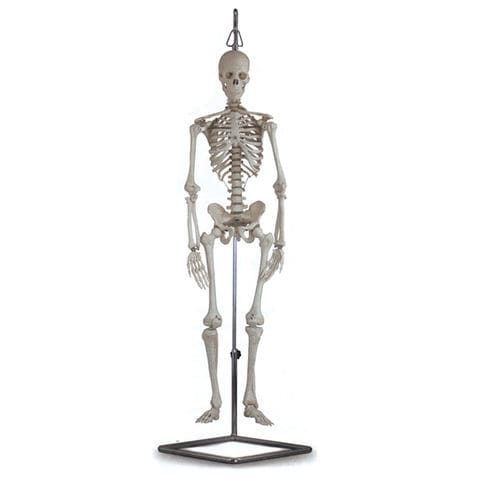 Skeleton model - 40115 - GIMA - training / white / articulated