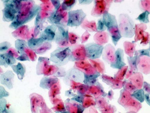 Staining solution reagent - 01EA501000 - Histo-Line Laboratories - stain / for histology / liquid