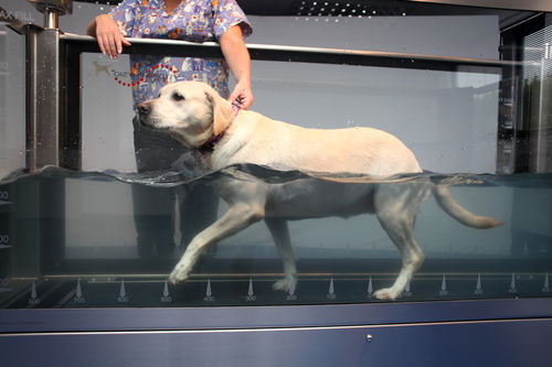 Aqua treadmill for online dogs