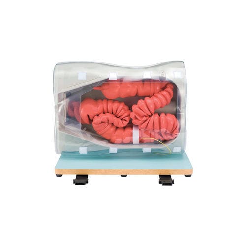 Training simulator - LM-107 - KOKEN  - for colonoscopy / gastro-enterology / for tumors