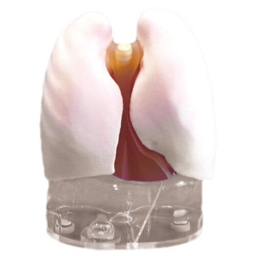 Lung test phantom - PH-1 - Kyoto Kagaku  - for CT scan / for PET and SPECT