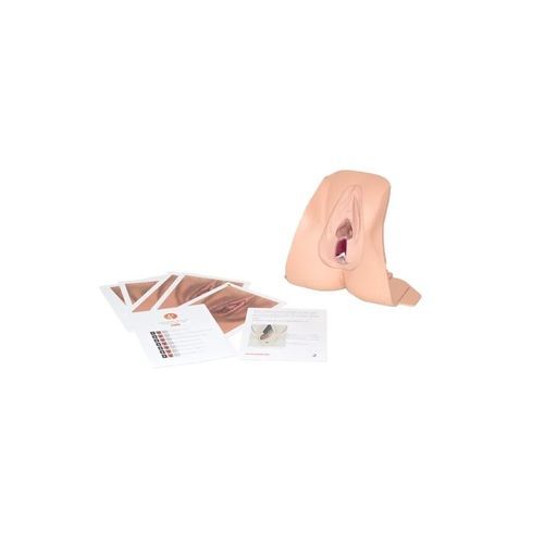 Anal sphincter repair simulator - 61102 - Limbs & Things - training / obstetrical/gynecological / female