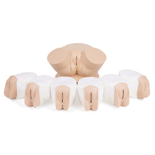 Palpation simulator - 60905 - Limbs & Things - pelvic examination / training / anatomy