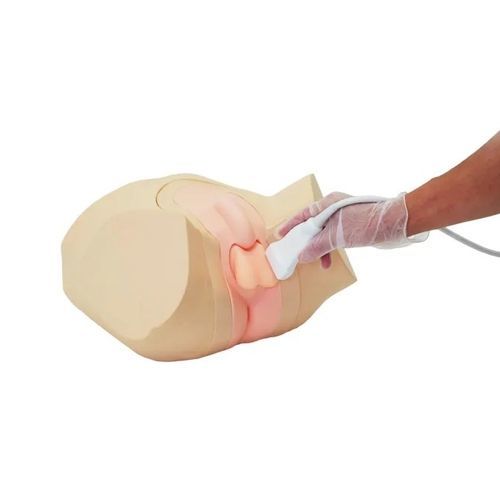 Ultrasound imaging test phantom - KKUS-11 - Limbs & Things - scrotum