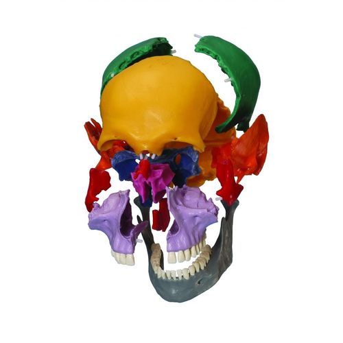 Skull model - A229.1 - RÜDIGER - ANATOMIE  - for teaching / articulated