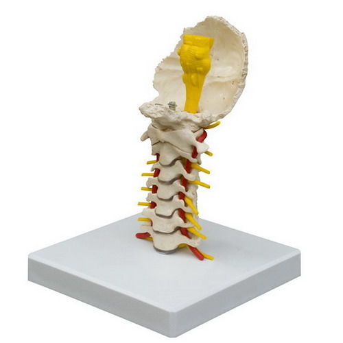 Cervical spine model - A213 - RÜDIGER - ANATOMIE  - spinal cord / for teaching / flexible